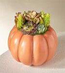 Bountiful Succulent Garden – FedEx