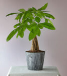 Lucky Day Money Tree – FedEx