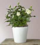 Pure and True White Roses – FedEx