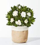 8-inch Fragrant Gardenia Plant – FedEx