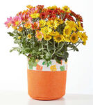 Fall Leaves Tricolor Mum – FedEx