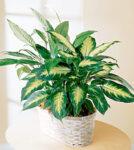 Large Diffenbachia