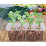 10-Piece Seed Starter Seedling Tray Kit