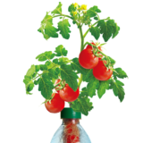 Petomatoâ„¢ Hydroponic Plant Growing Kit – Tomato