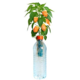 Petomatoâ„¢ Hydroponic Plant Growing Kit – Habanero