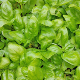 Indoor/Outdoor Organic Hanging Herb Garden Kit – Italian Basil Kit