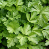 Indoor/Outdoor Organic Hanging Herb Garden Kit – Italian Parsley  Kit