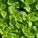Indoor/Outdoor Organic Hanging Herb Garden Kit –  Italian Oregano Kit