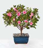 Blooming Azalea Bonsai – FedEx