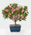 Blooming Azalea Bonsai – FedEx