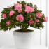 FTD Flowing Garden Basket