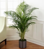 Palm Plant