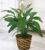 Spathiphyllum Plant