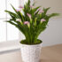 Sunlit Centerpiece