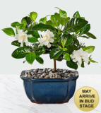 Blossoming Abundance Gardenia Bonsai – FedEx