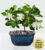 Blossoming Abundance Gardenia Bonsai – FedEx