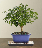 Indoor Hawaiian Umbrella Bonsai – FedEx
