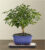 Indoor Hawaiian Umbrella Bonsai – FedEx