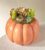 Bountiful Succulent Garden – FedEx