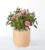 Young Love Pink Rose Plant – FedEx