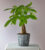 Lucky Day Money Tree – FedEx