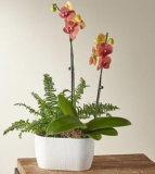 Orchid and Fern Garden – FedEx