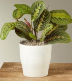 Red Prayer Plant – FedEx
