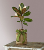 Every Moment Magnolia Tree – FedEx