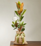 Memorial Magnolia Tree – FedEx