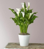 Classic White Calla Lily – FedEx