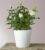 Pure and True White Roses – FedEx