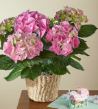 Pink Hydrangea Plant and Welcome Baby Lovepop Pop – Up Card – FedEx