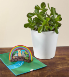 Jade Succulent and Rainbow Bridge Lovepop Pop – Up Card – FedEx