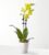 Petite Yellow Orchid – FedEx