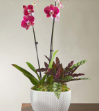 Purple Orchid and Rattlesnake Calathea Garden – FedEx