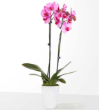 5 Inch Pink Watercolor Orchid – FedEx