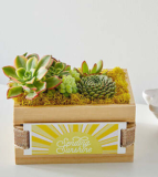 Sending Sunshine Succulent Crate – FedEx