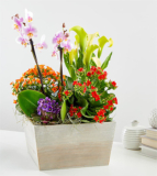 Rainbow Garden of Blooms – FedEx