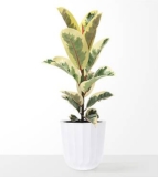 Large Ficus Elasitca Tineke Plant – FedEx
