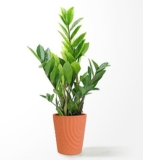 Medium ZZ Plant – FedEx