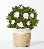 8-inch Fragrant Gardenia Plant – FedEx