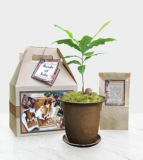 Seeds of Life Memory Tree – FedEx