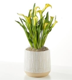 Yellow Calla Lily Plant – FedEx