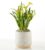 Yellow Calla Lily Plant – FedEx