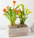 Double Calla Lily Plant – FedEx