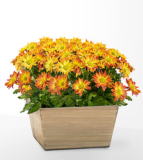 Blooming Bronze Garden – FedEx