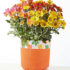 Vibrant Sympathy Planter