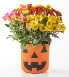 Jack o’lantern Tricolor Mum – FedEx