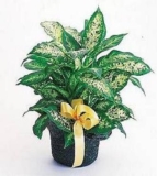 Diffenbachia Basket