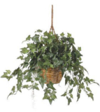 Hanging Ivy